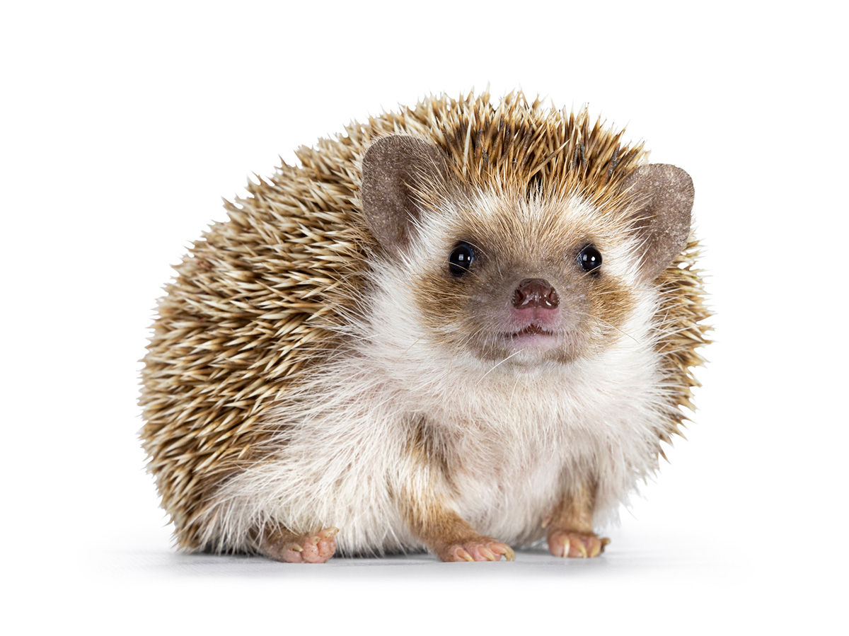 一人暮らしでも飼いやすいペット決定版！賃貸向けの静かな動物を比較【2026】