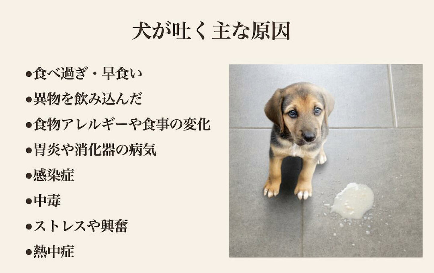 犬の黄色い嘔吐の正体とは？元気があっても油断できない受診の判断基準