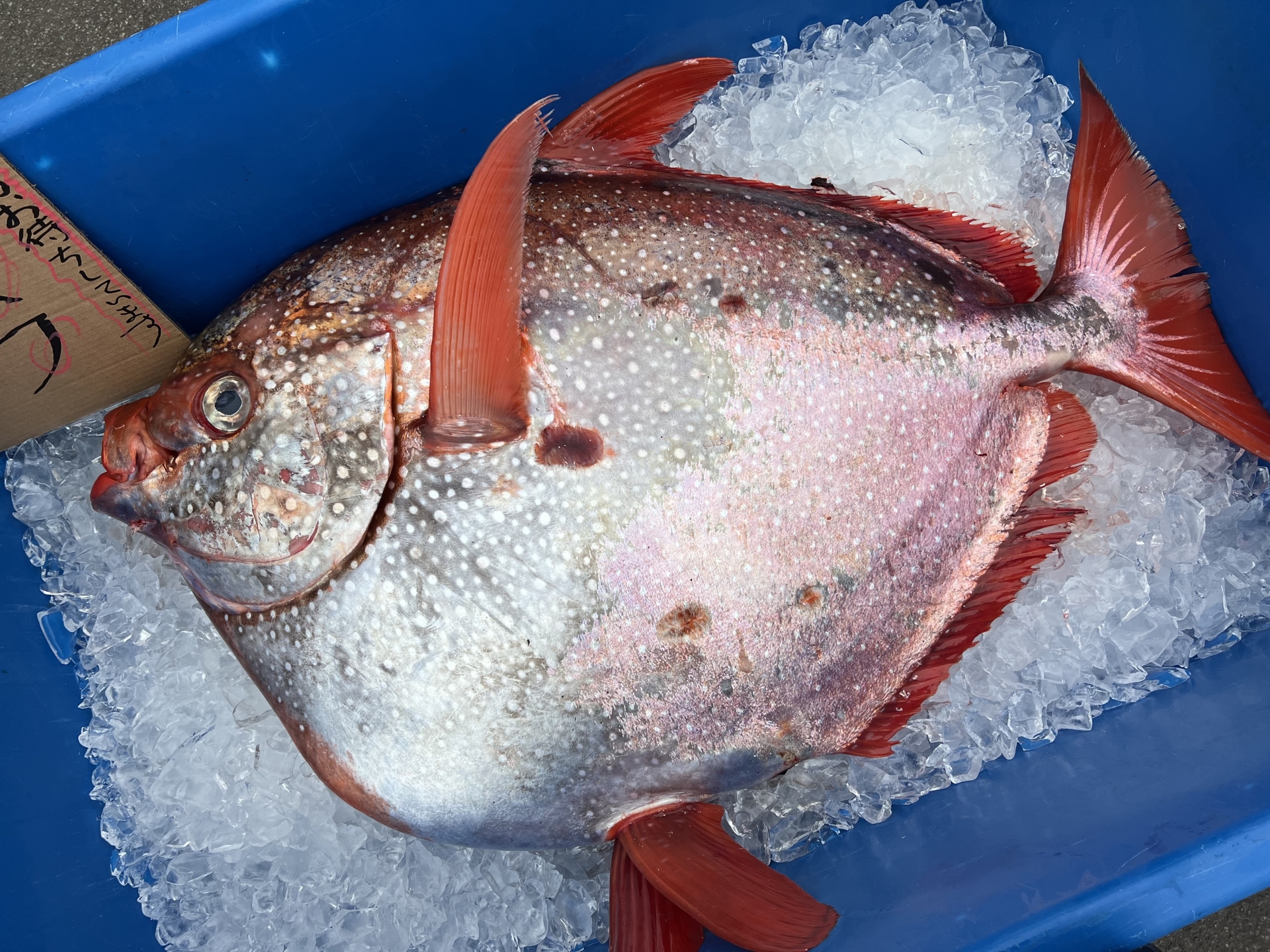 アカマンボウはマグロの代用魚なのか？ネギトロ疑惑と回転寿司の真相