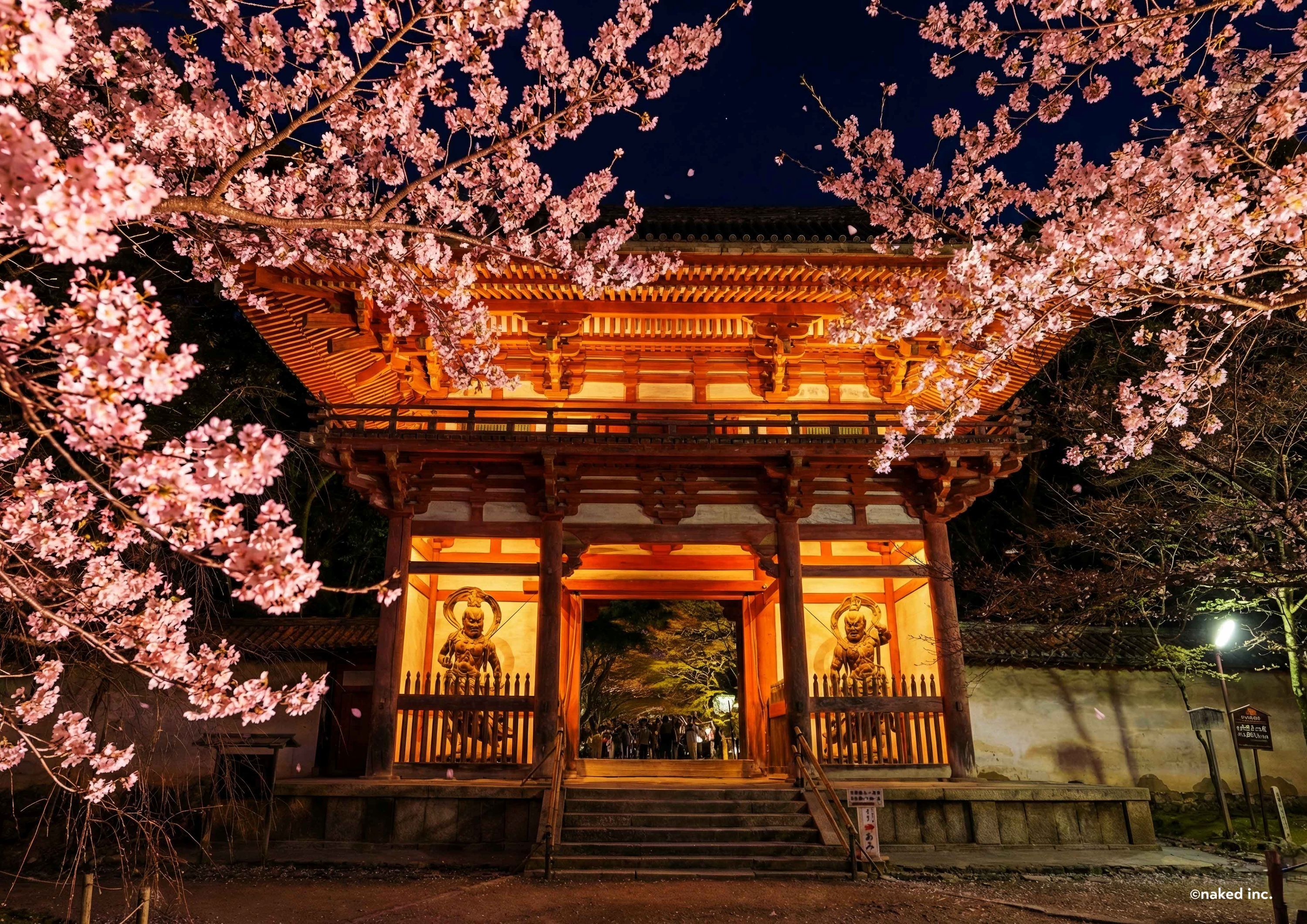 醍醐寺ライトアップ2026最新情報！完全予約制の真相と見どころ総点検
