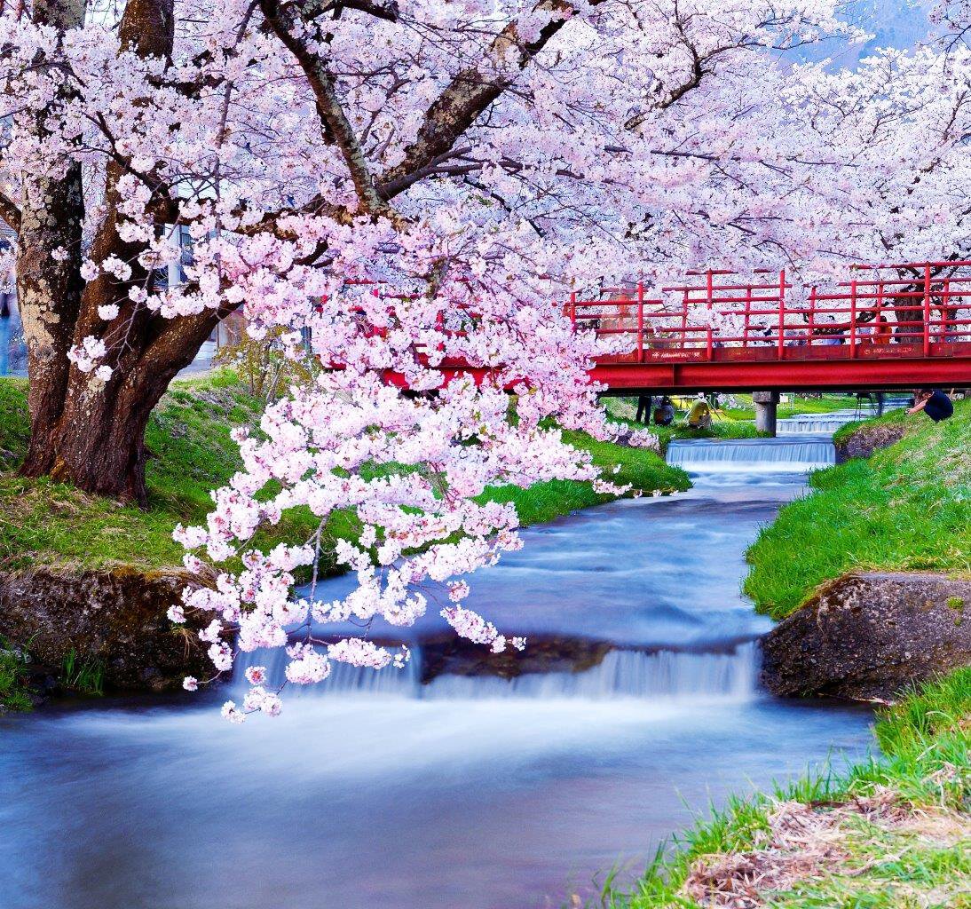 観音寺川の桜並木2026年最新！開花の真相と混雑回避完全ガイド