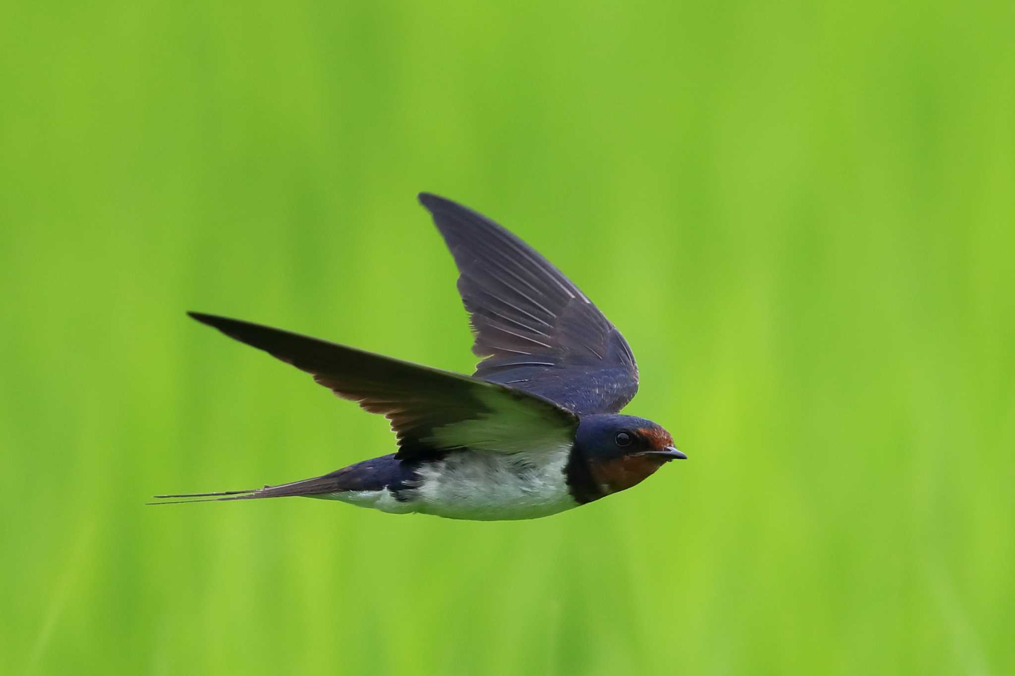 ツバメの巣対策と作らせない予防法｜鳥獣保護法の罰則と撃退グッズ検証