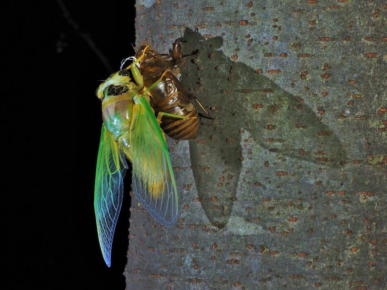 セミの羽化は何時？神秘の色の変化と失敗を防ぐ観察完全ガイド