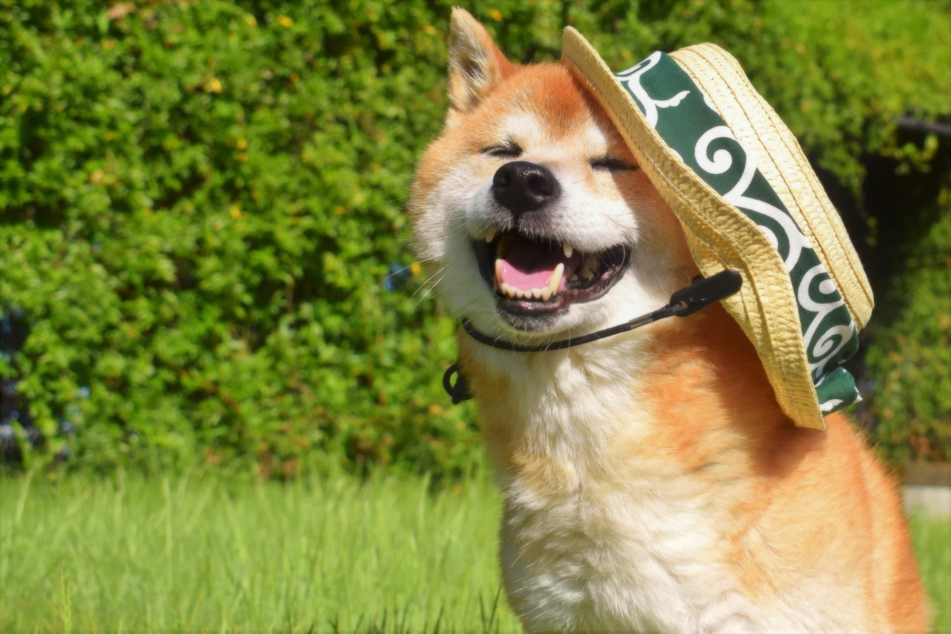 暑さに強い犬種ランキング2026｜夏バテを防ぐ特徴と最新飼育ガイド