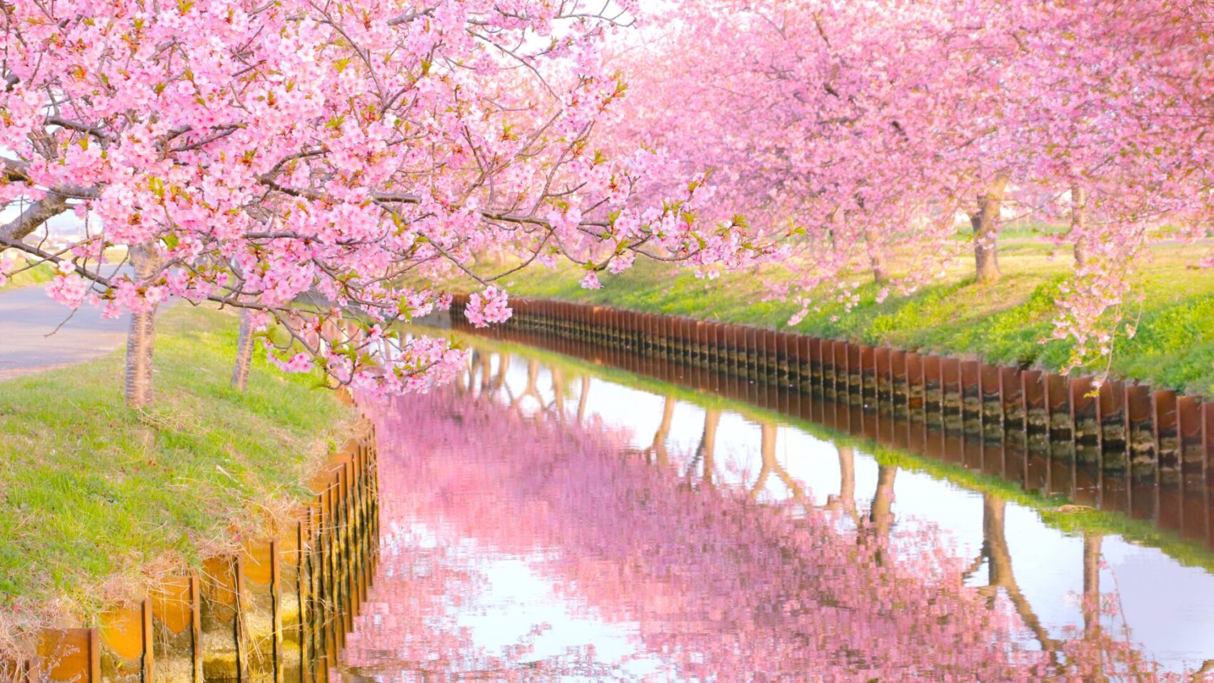 愛知の河津桜名所2026！見頃や開花状況と穴場・駐車場ガイド