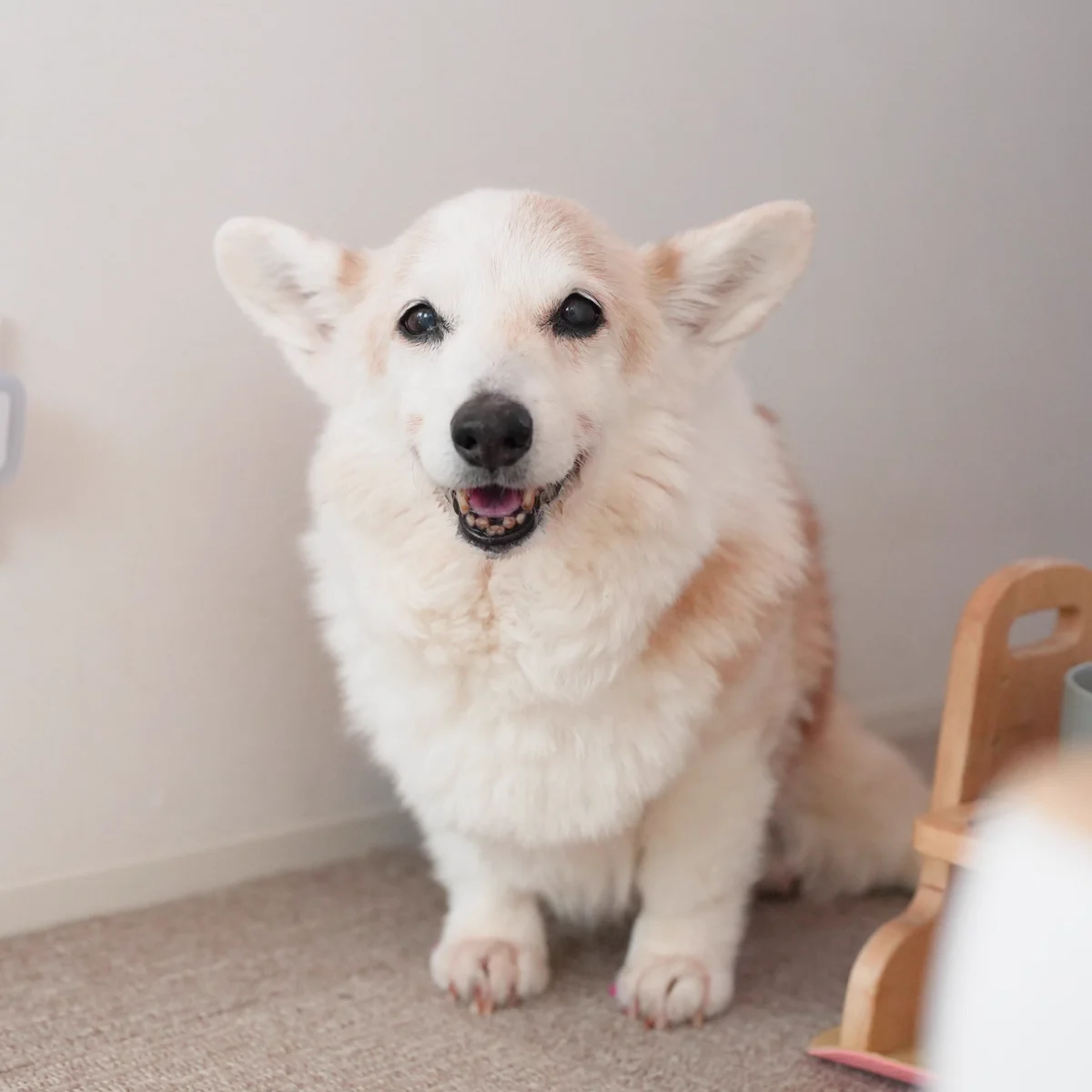 コーギー犬ノエさんの現在と飼い主の素顔！人気の秘密や噂の真相を徹底解説