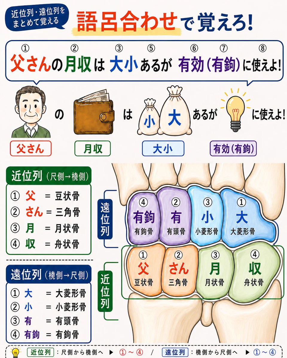 手根骨の覚え方を完全攻略！国試で勝つ語呂合わせと配置の真相