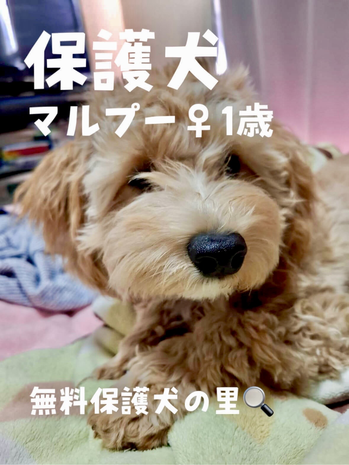 福岡で犬の里親になるには？審査落ちの真相と譲渡会・費用を徹底解説