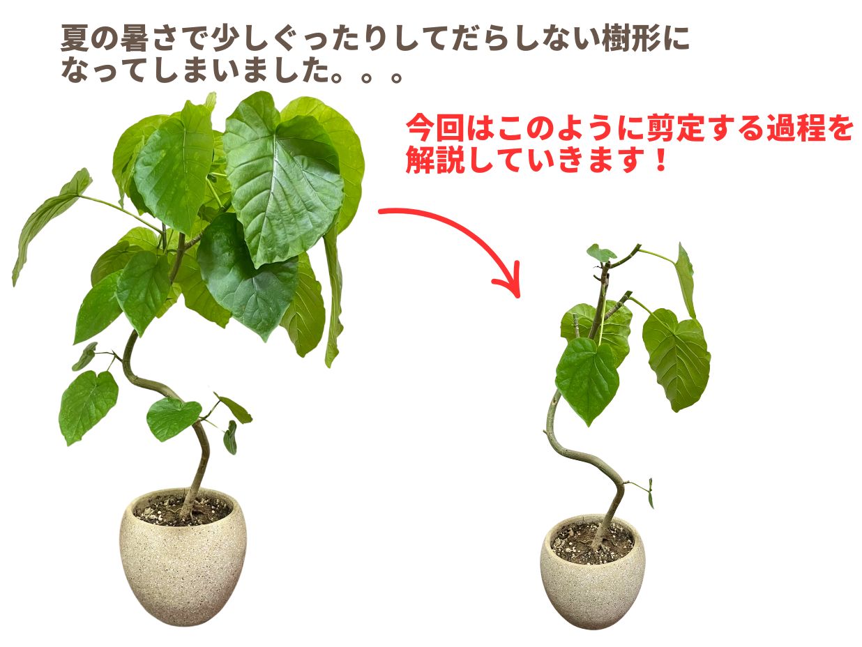 ウンベラータの育て方決定版！葉落ち防止と冬越し・剪定のプロ技術