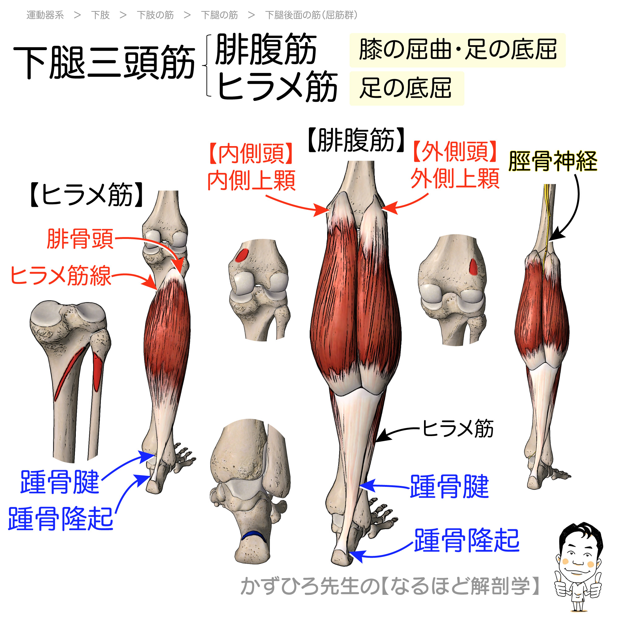 下腿三頭筋の張りやつる原因を解剖！腓腹筋・ヒラメ筋の違いとケア真相