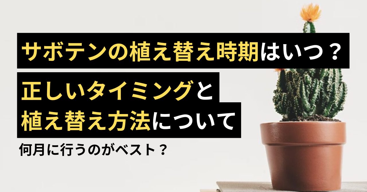 サボテンの植え替え時期を誤ると枯れる？プロが教える失敗しない黄金手順
