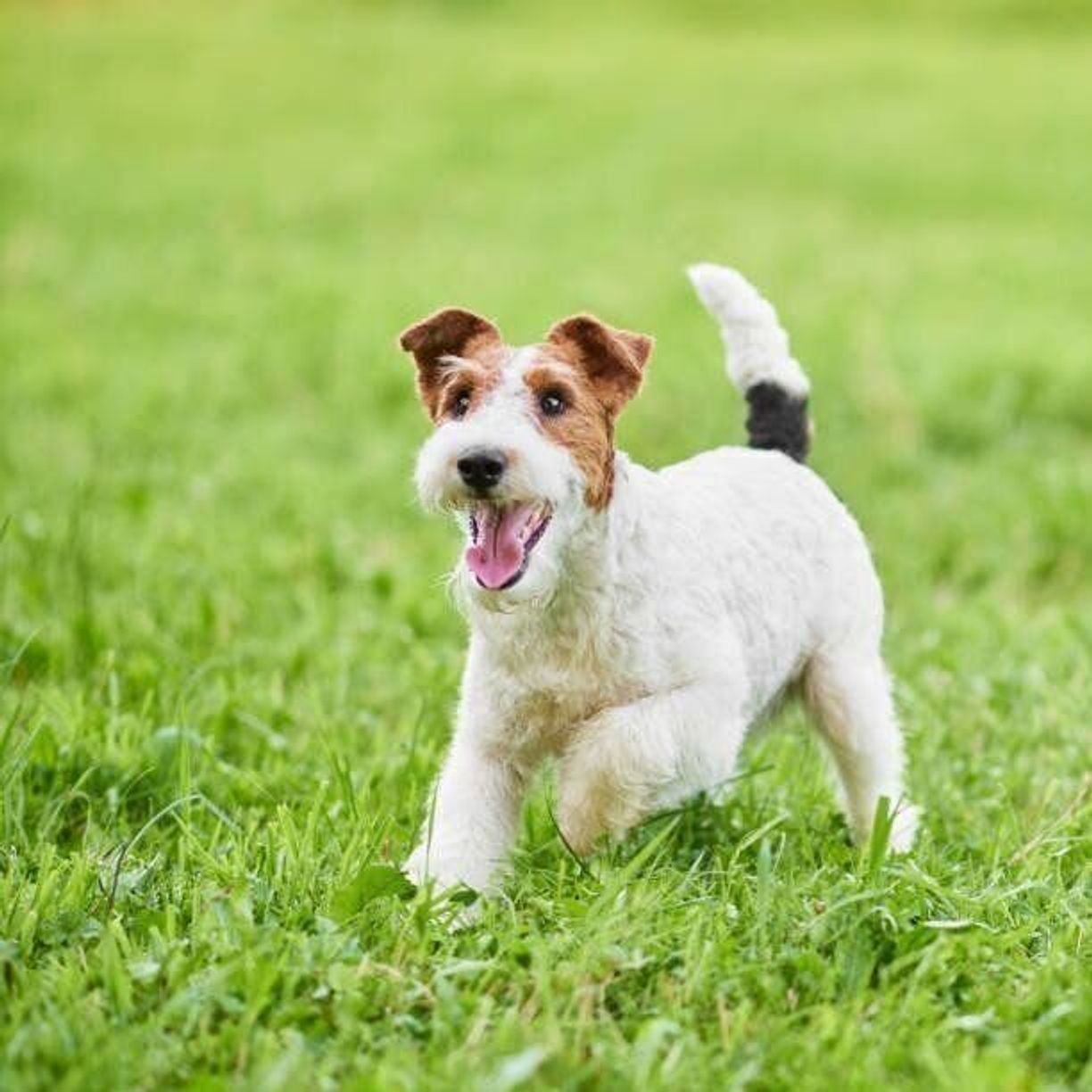 ワイヤーフォックステリアは飼いにくい？プロが暴く性格と真の飼育難易度