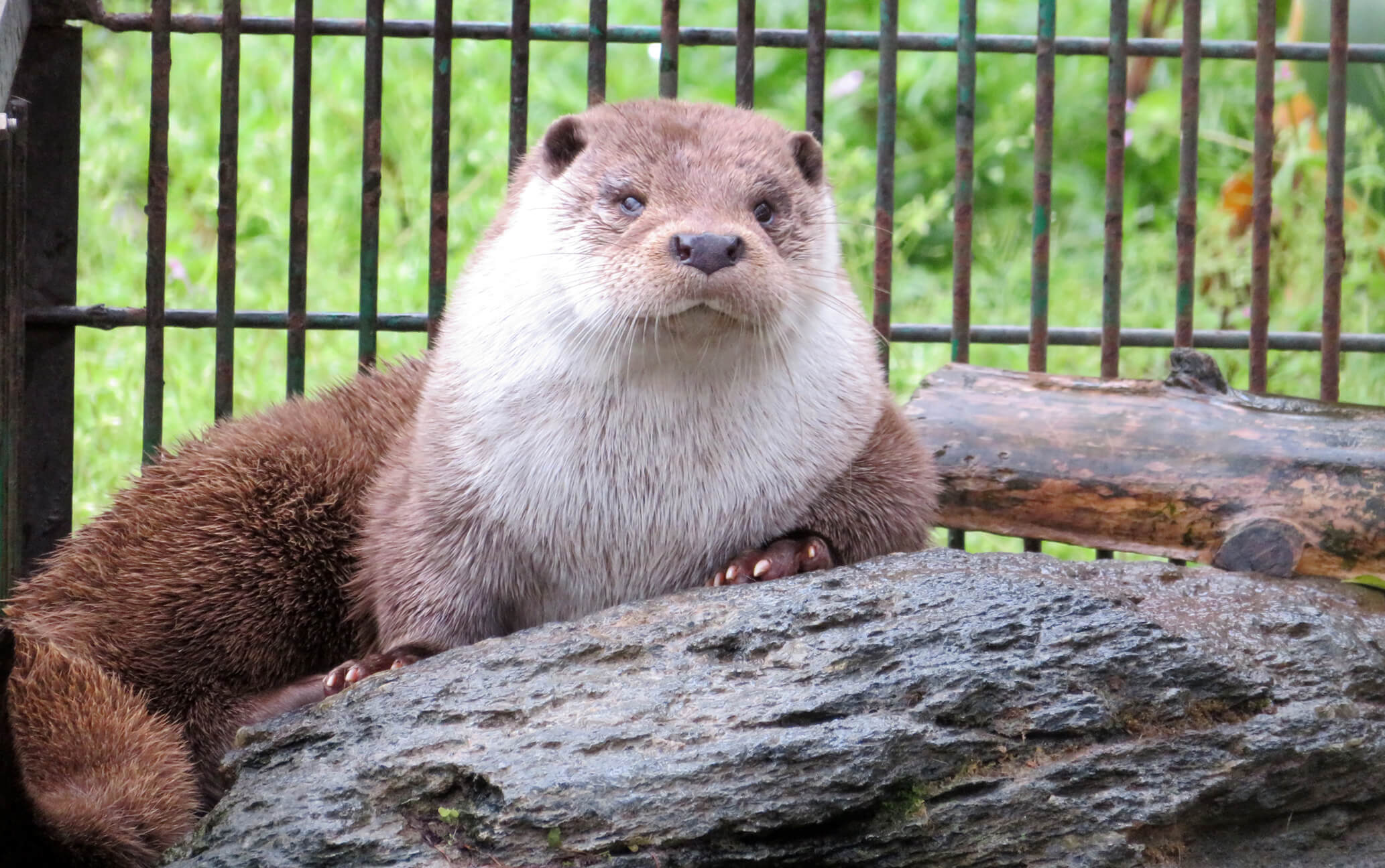 カワウソはペットにできる？飼育規制の真相と後悔する過酷な現実