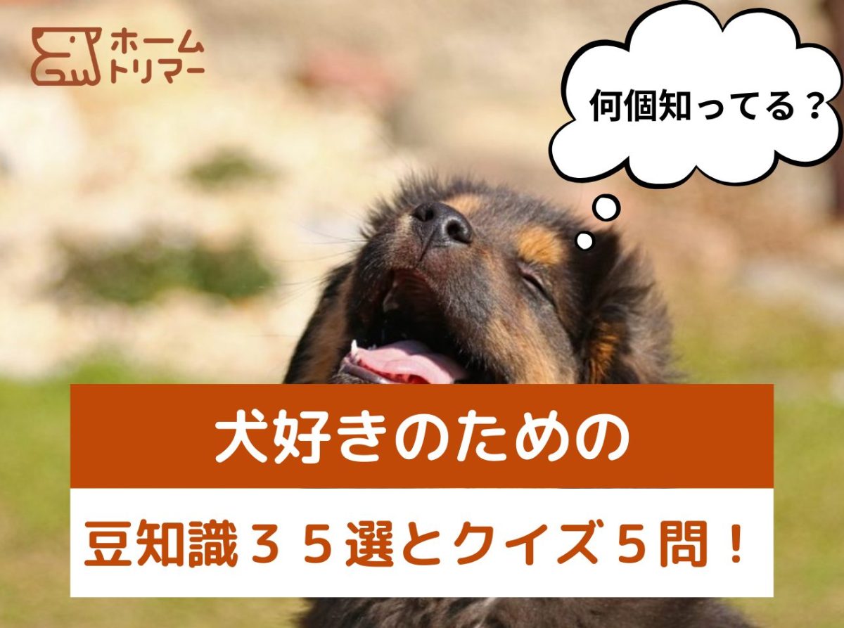 愛犬の首かしげやあくびの真相とは？知って得する犬の豆知識決定版