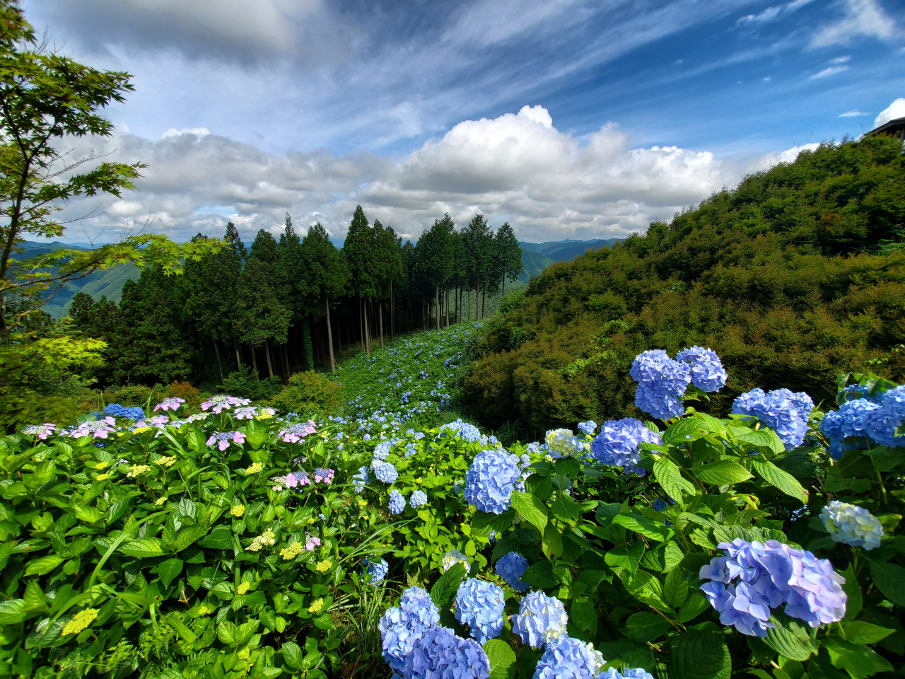 天空の青が彩る花園あじさい園2026見頃・混雑・道路状況を総力取材