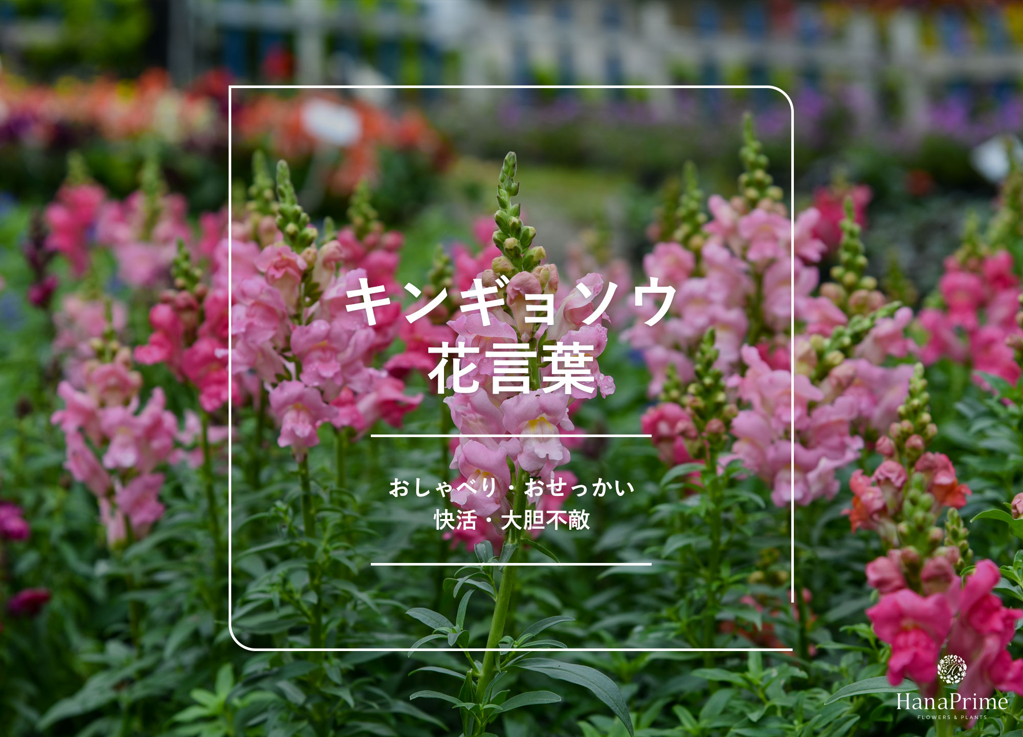 金魚草の花言葉は怖い？色別の意味と骸骨に似た種の真相を徹底解説
