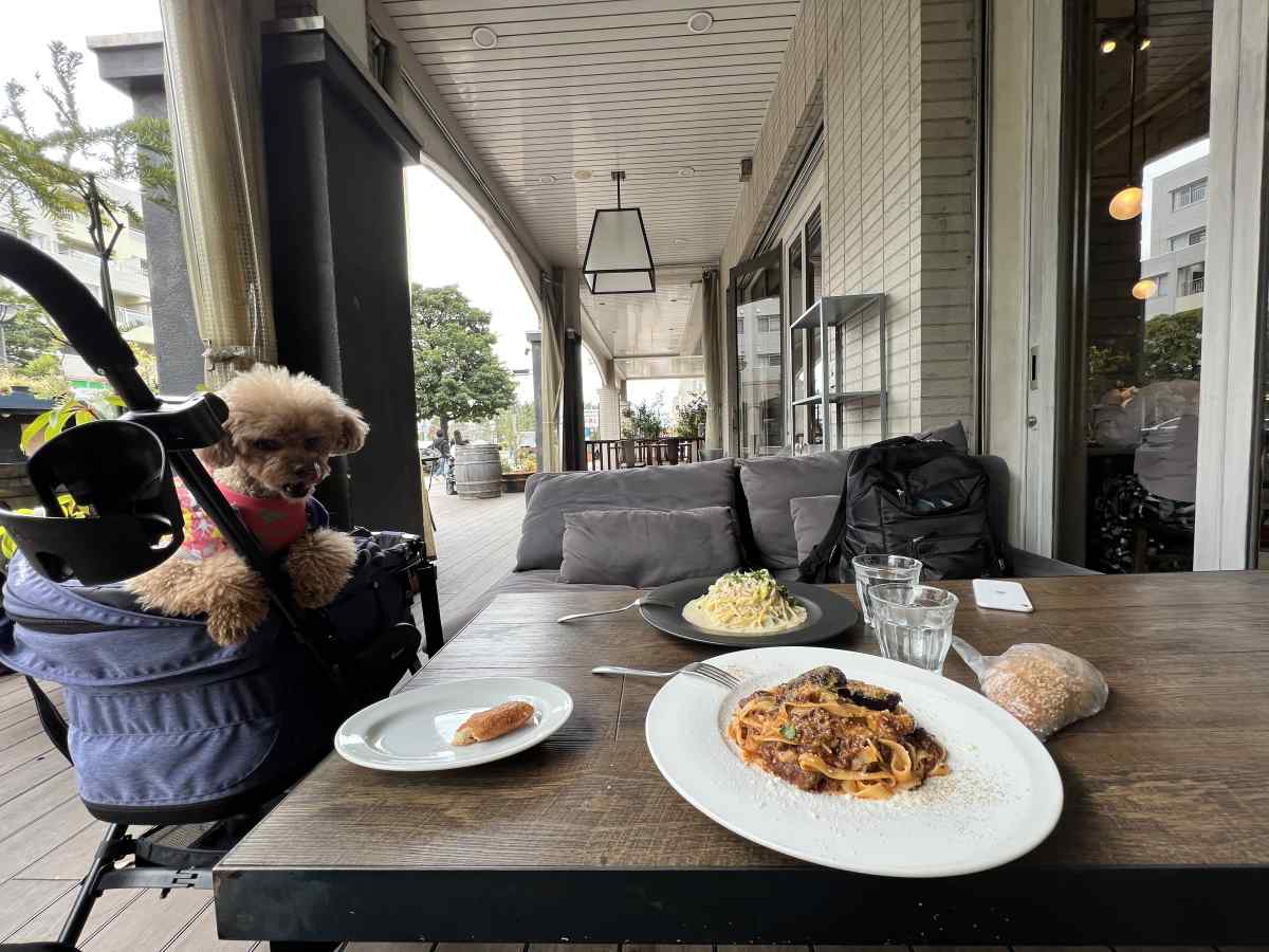 犬連れレストラン完全攻略！店内Ok・個室の評判とマナーの真相