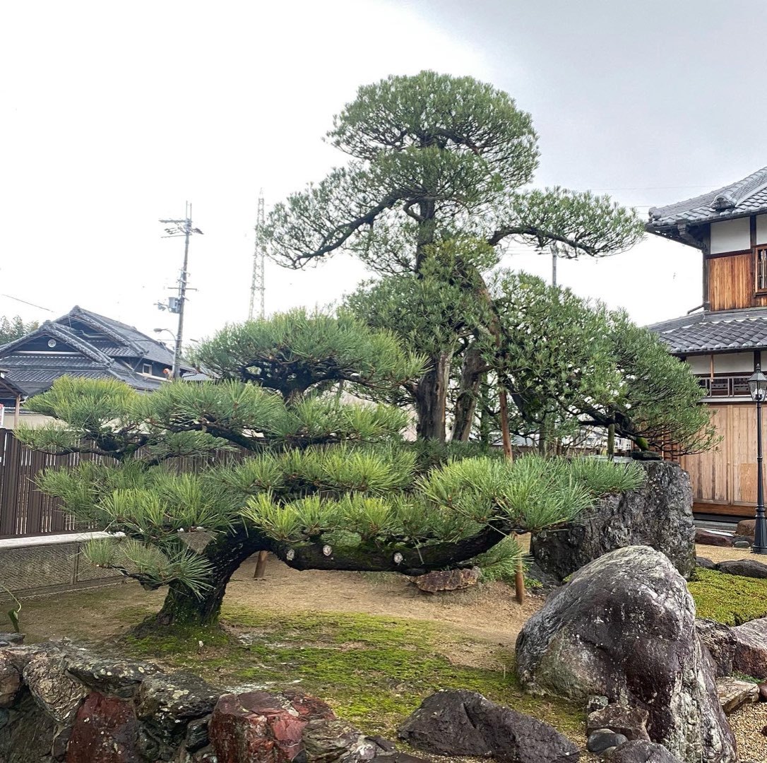 マキの剪定で葉が茶色く枯れる原因と真相｜失敗を防ぐ透かし剪定の極意