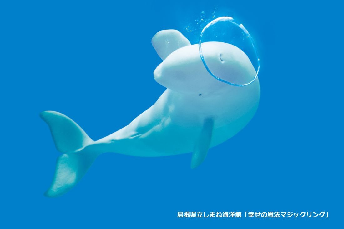 しまね海洋館アクアス完全攻略2026｜シロイルカの奇跡と混雑回避術