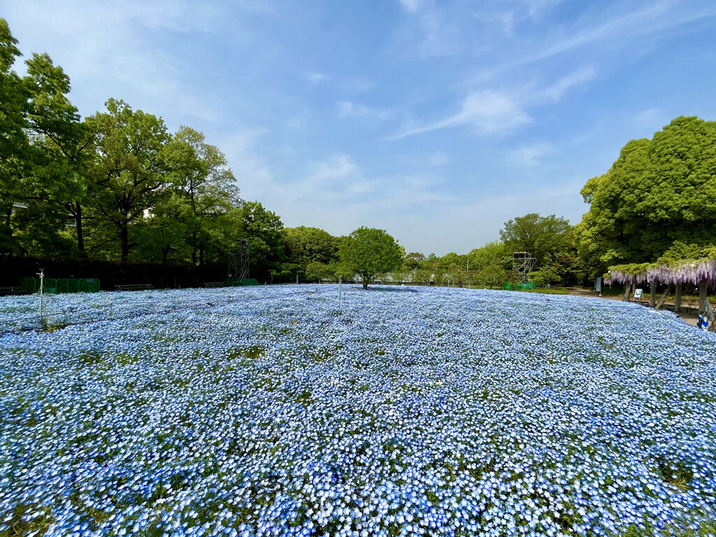 大阪市立長居植物園の現在｜チームラボと花の見頃・混雑回避の真実