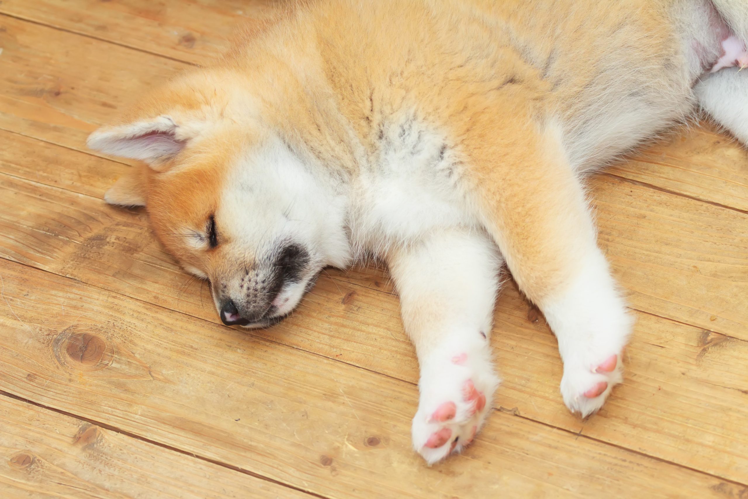 愛犬の寝相でわかる本音と心理！病気の危険サインと見分け方を徹底解説