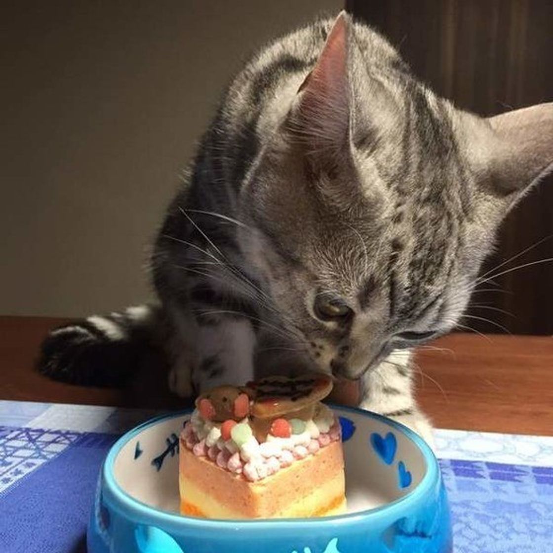 愛猫の誕生日にケーキは安全？人間用との違いや危険な原料の真相