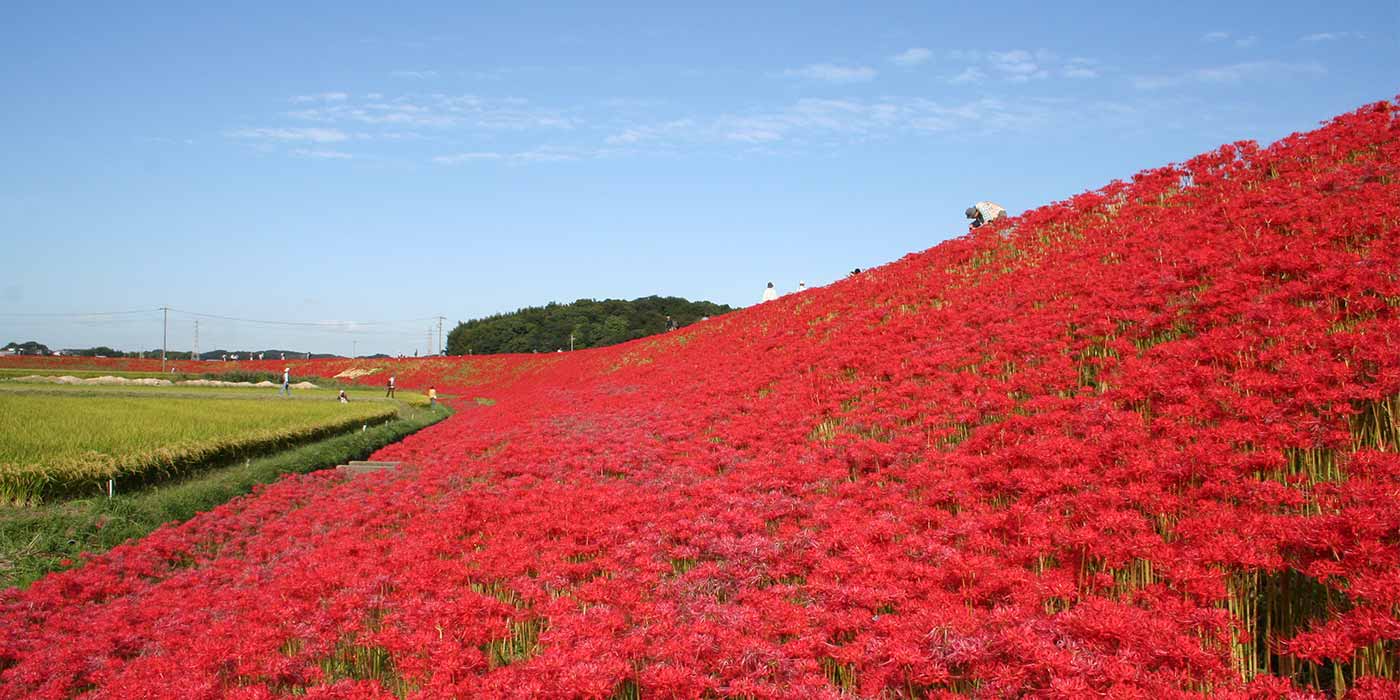 矢勝川堤の彼岸花2026！300万本の名所と混雑回避完全ガイド