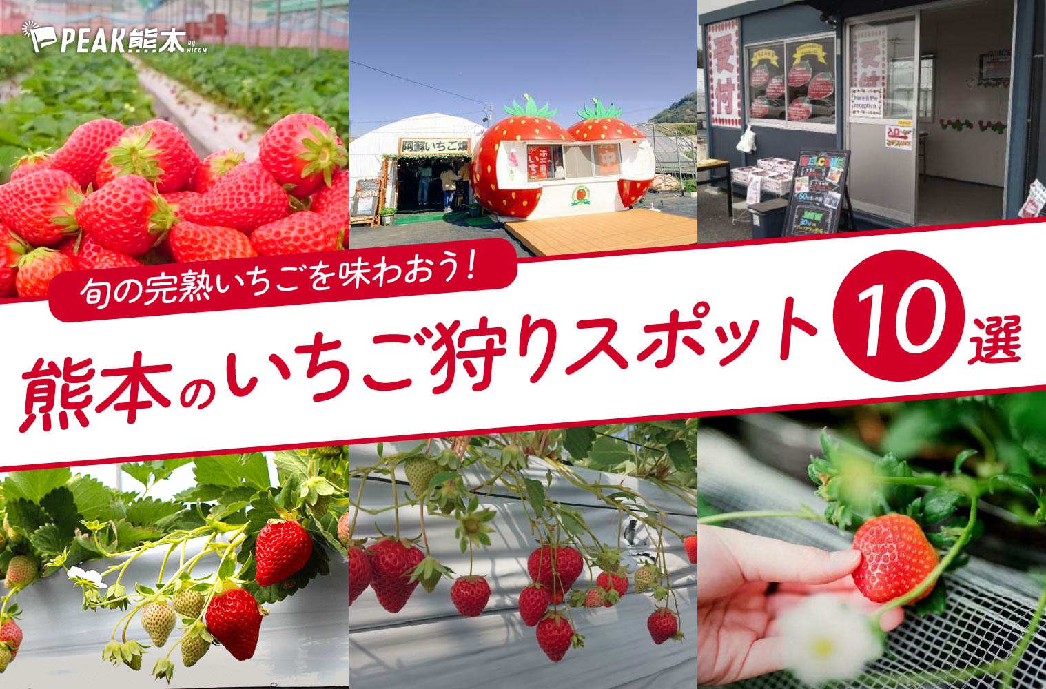 熊本のいちご狩り2026最新！料金比較と名品種食べ放題の穴場農園ガイド