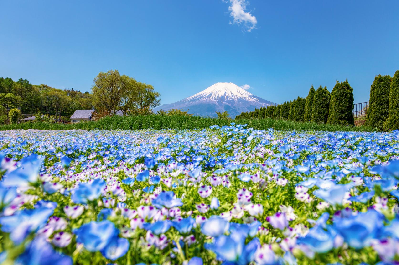 山中湖花の都公園2026完全攻略！開花見頃と無料有料の真実を追う