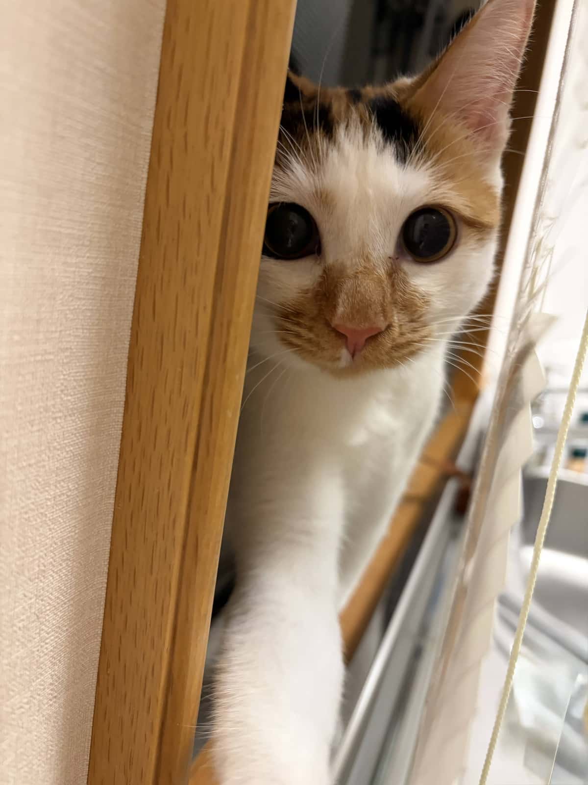 愛子さまと愛猫セブン・みーの絆｜保護猫と皇室が紡ぐ知られざる真実