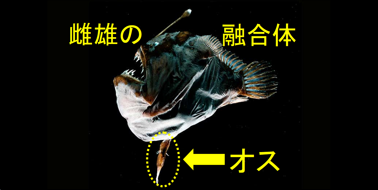 チョウチンアンコウのオスが同化する理由｜深海に散る究極の生存戦略