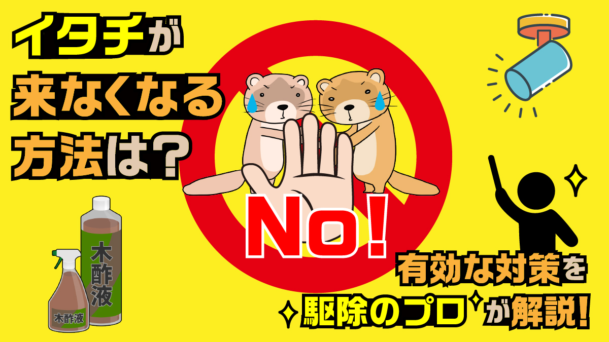 イタチが来なくなる方法徹底解説！屋根裏の異音を断つ最新撃退術