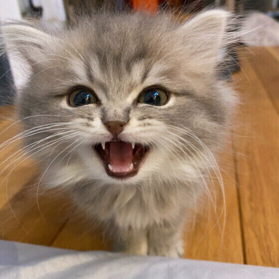 猫のサイレントニャーの理由とは？聞こえない鳴き声の秘密と病気の見分け方