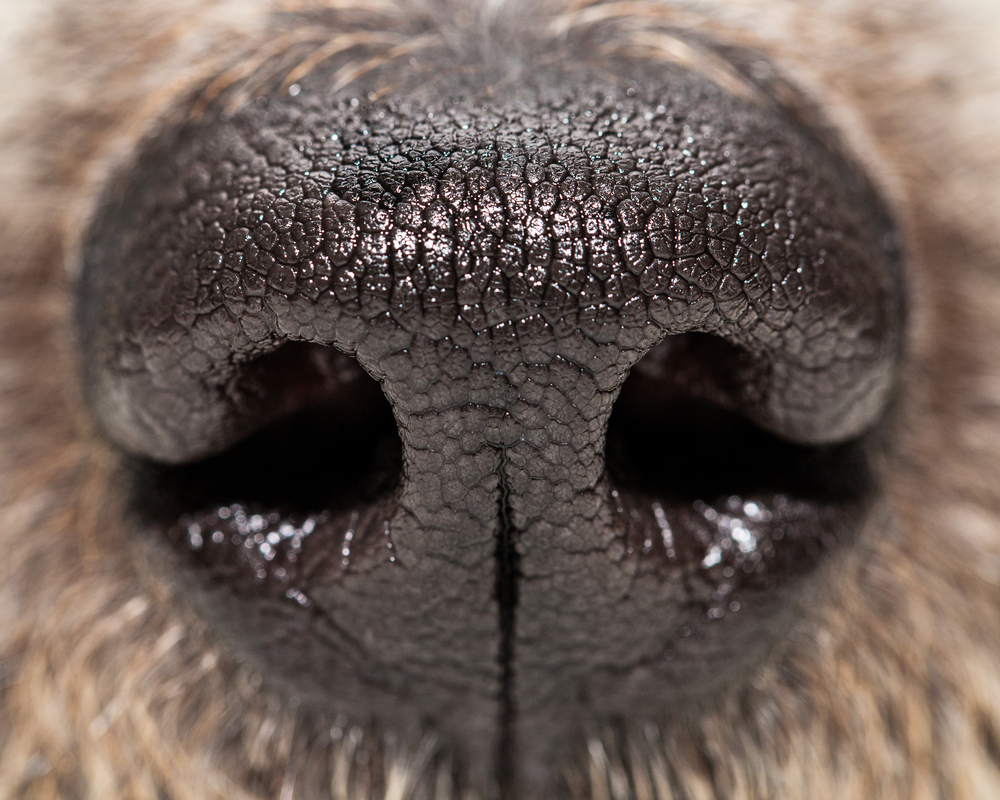 愛犬の鼻が乾く原因は病気？危険なサインの見分け方と受診目安を解説