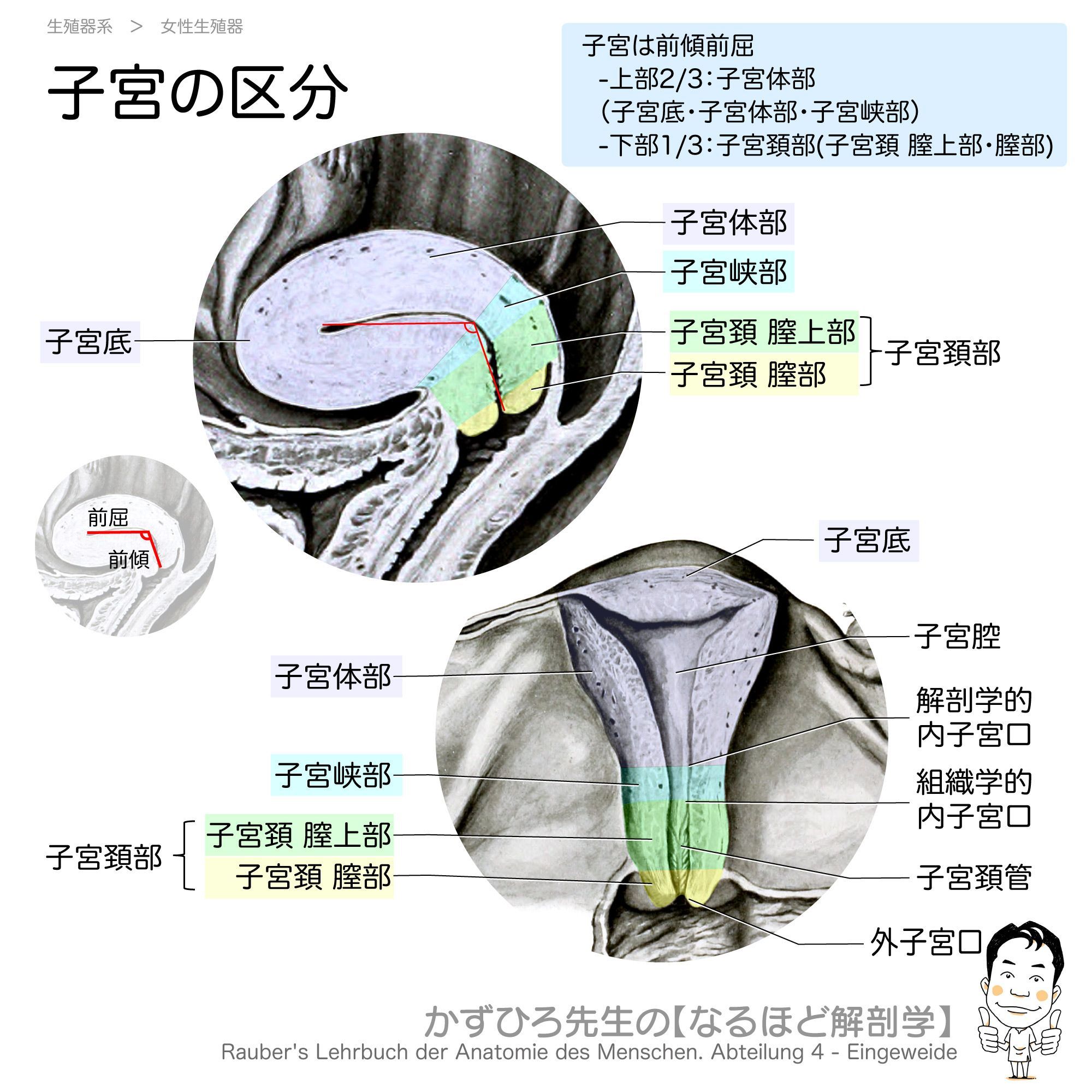 子宮筋腫でお腹ぽっこり？脂肪との見分け方と危険なサインを徹底解説