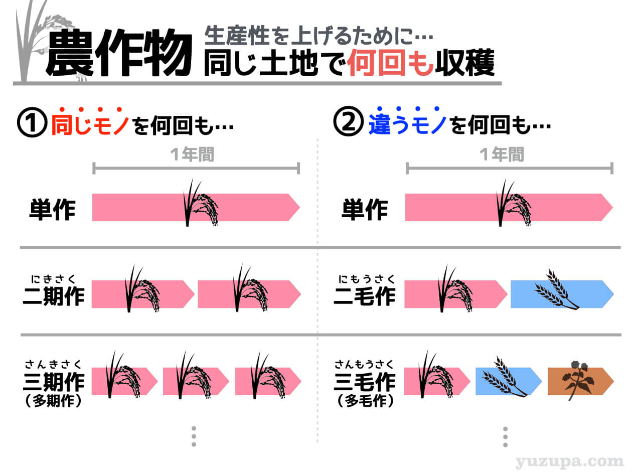 二期作と二毛作の違いとは？覚え方と激減した歴史的理由を徹底解説