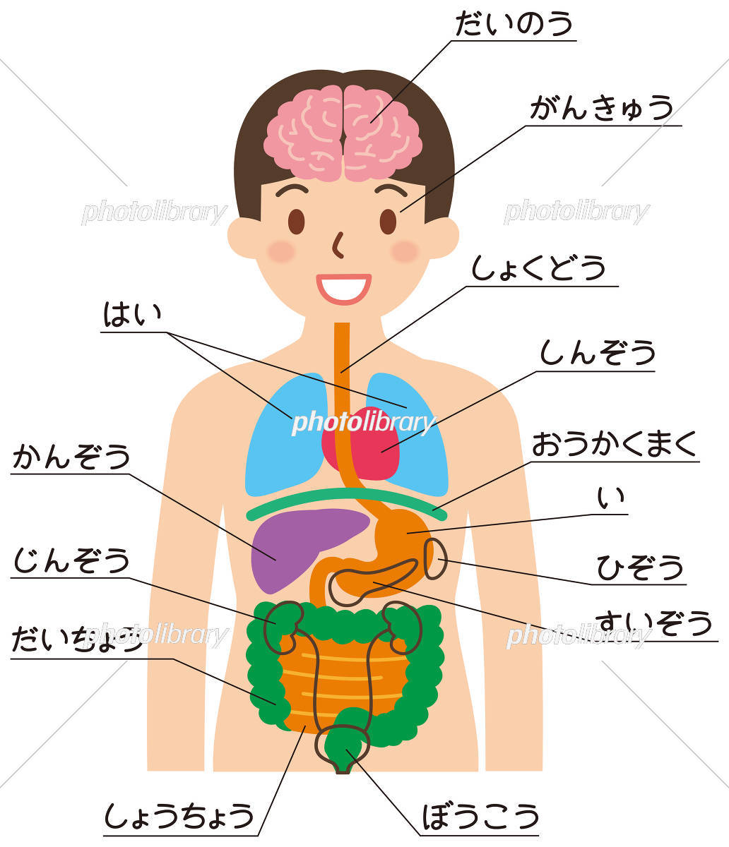 主要な臓器の名前と位置を完全解説！左右の配置や役割の盲点まで網羅