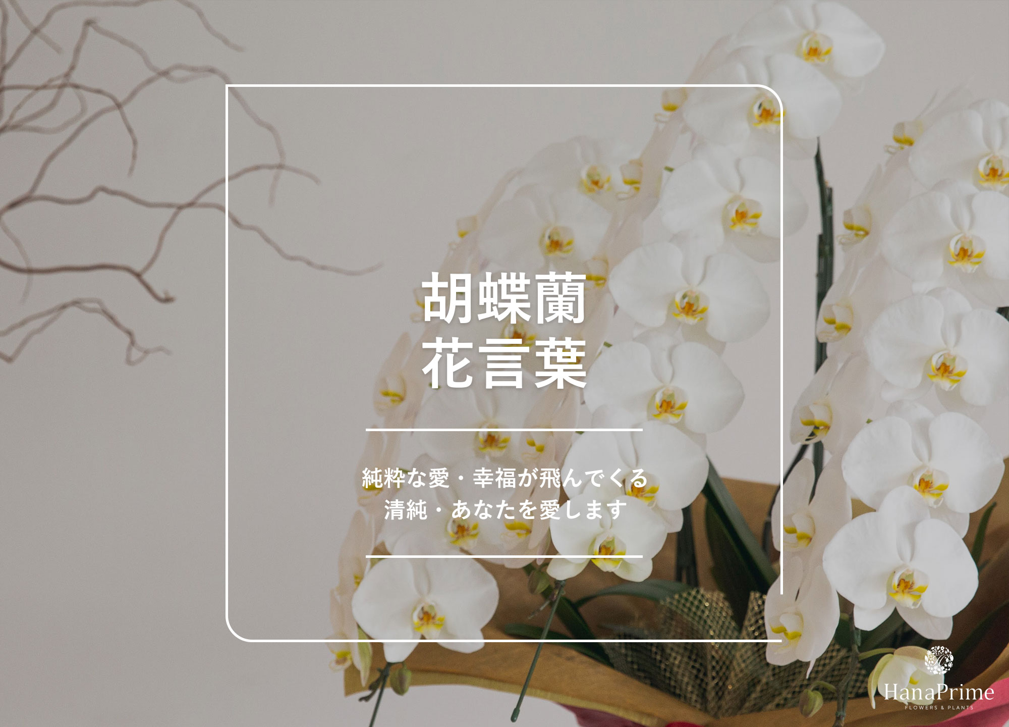 蘭の花言葉に怖い意味はある？色別・種類別の真相と贈る理由を徹底解説