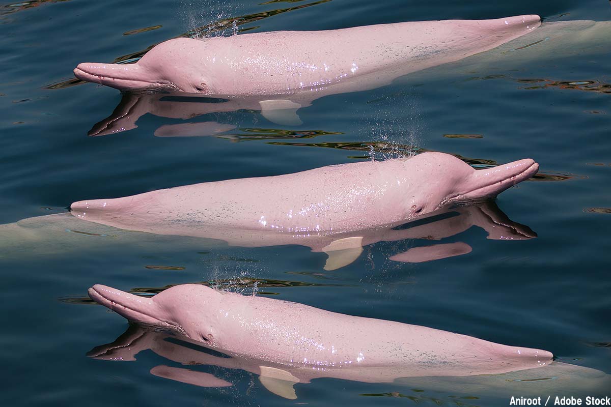 実在するピンクのイルカの正体とは？なぜ桃色なのか理由と日本の水族館事情