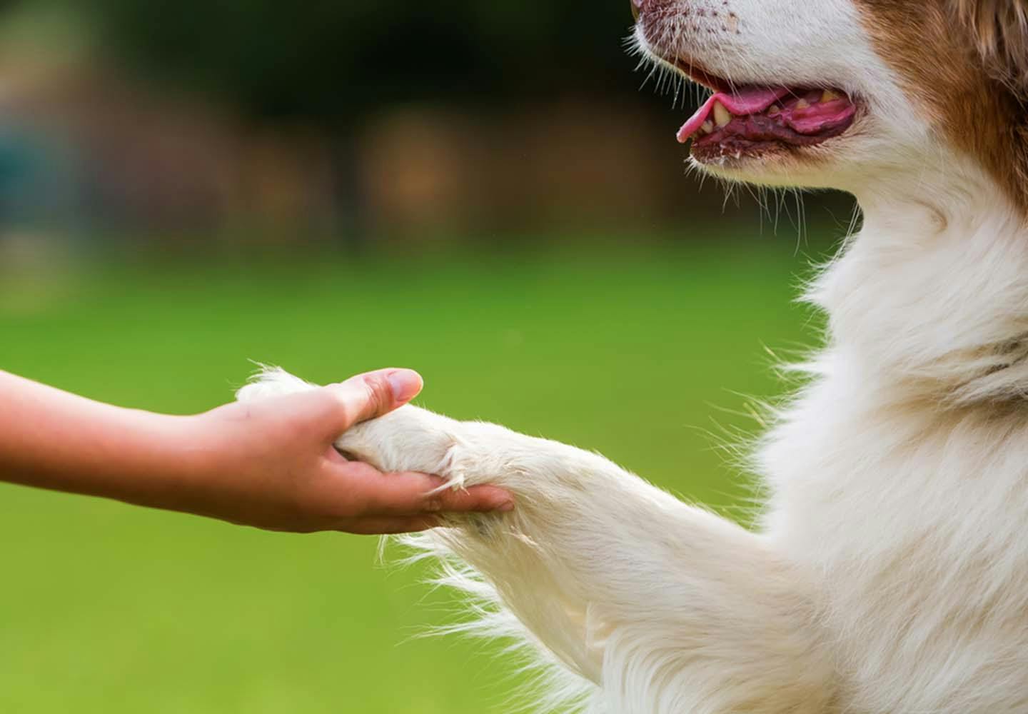 犬がお手を覚えない本当の理由とは？プロが明かす心理としつけ手順