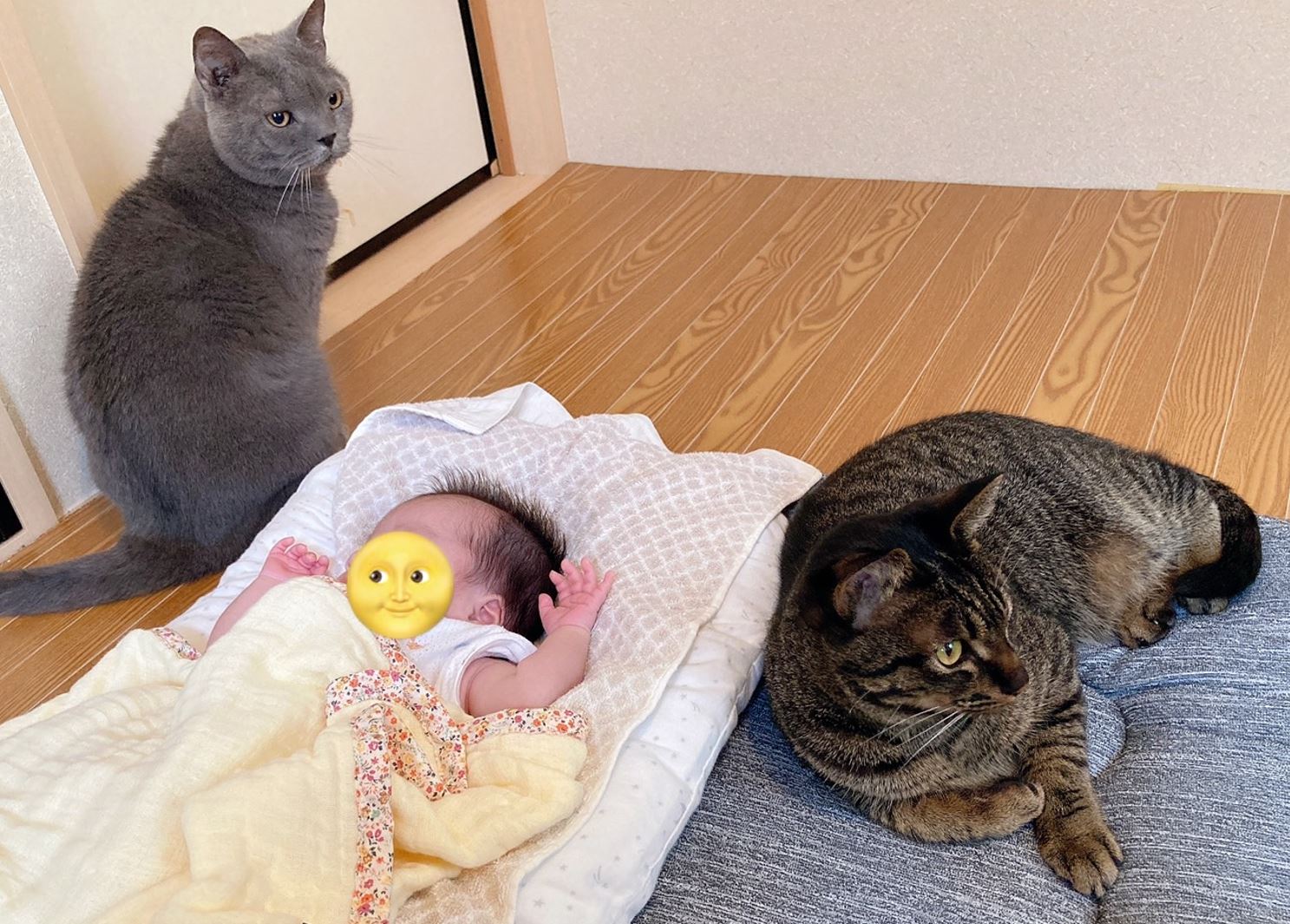 猫と赤ちゃんの同居は危険？リスクの真相と初対面の完全手順【2026】