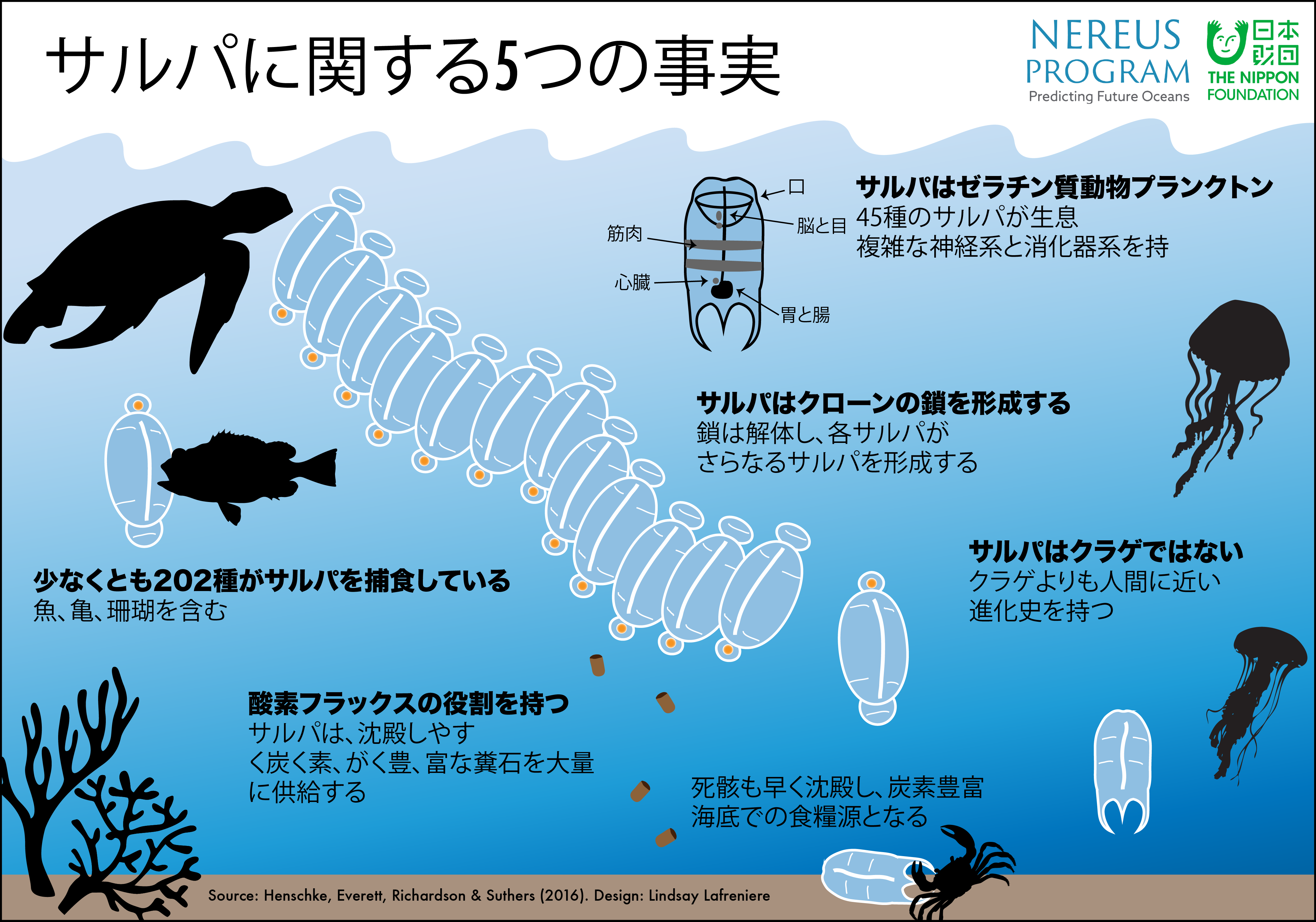 話題のサルパとは？食材救うパーティーの魅力と海洋生物の謎を徹底解剖