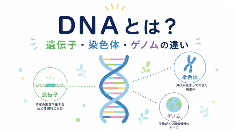 【話題】 Dna と 遺伝子 の 違い 2026年最新プロフィール #719