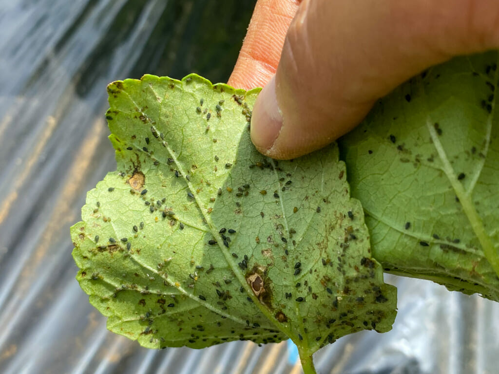 唐辛子に虫が湧く理由とは？カプサイシンが効かない害虫の正体と対策