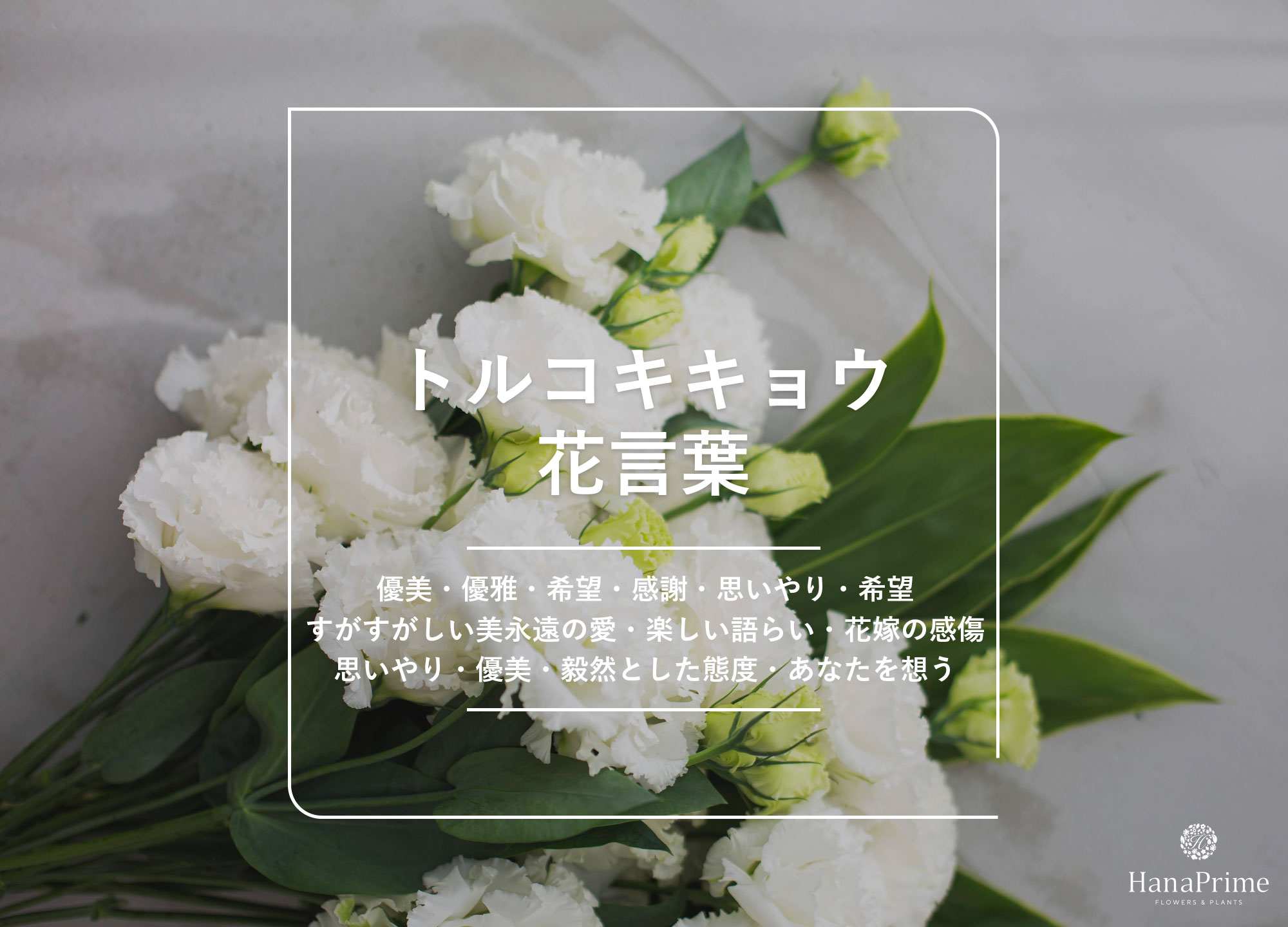 トルコキキョウの花言葉に怖い意味はある？色別・本数別の真相と贈答マナー