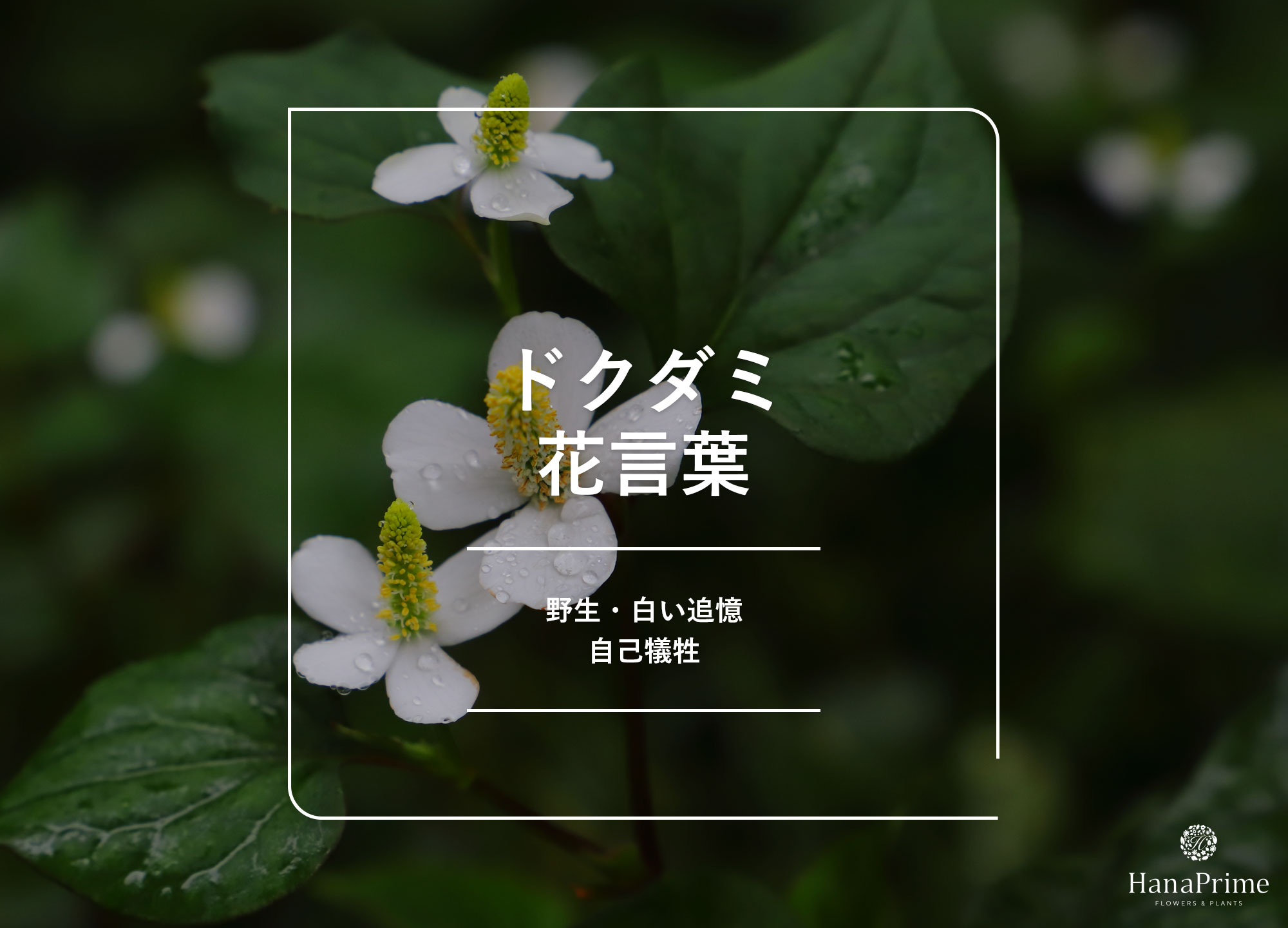 ドクダミの花言葉は怖い？「白い追憶」の由来と十薬の歴史を徹底解剖