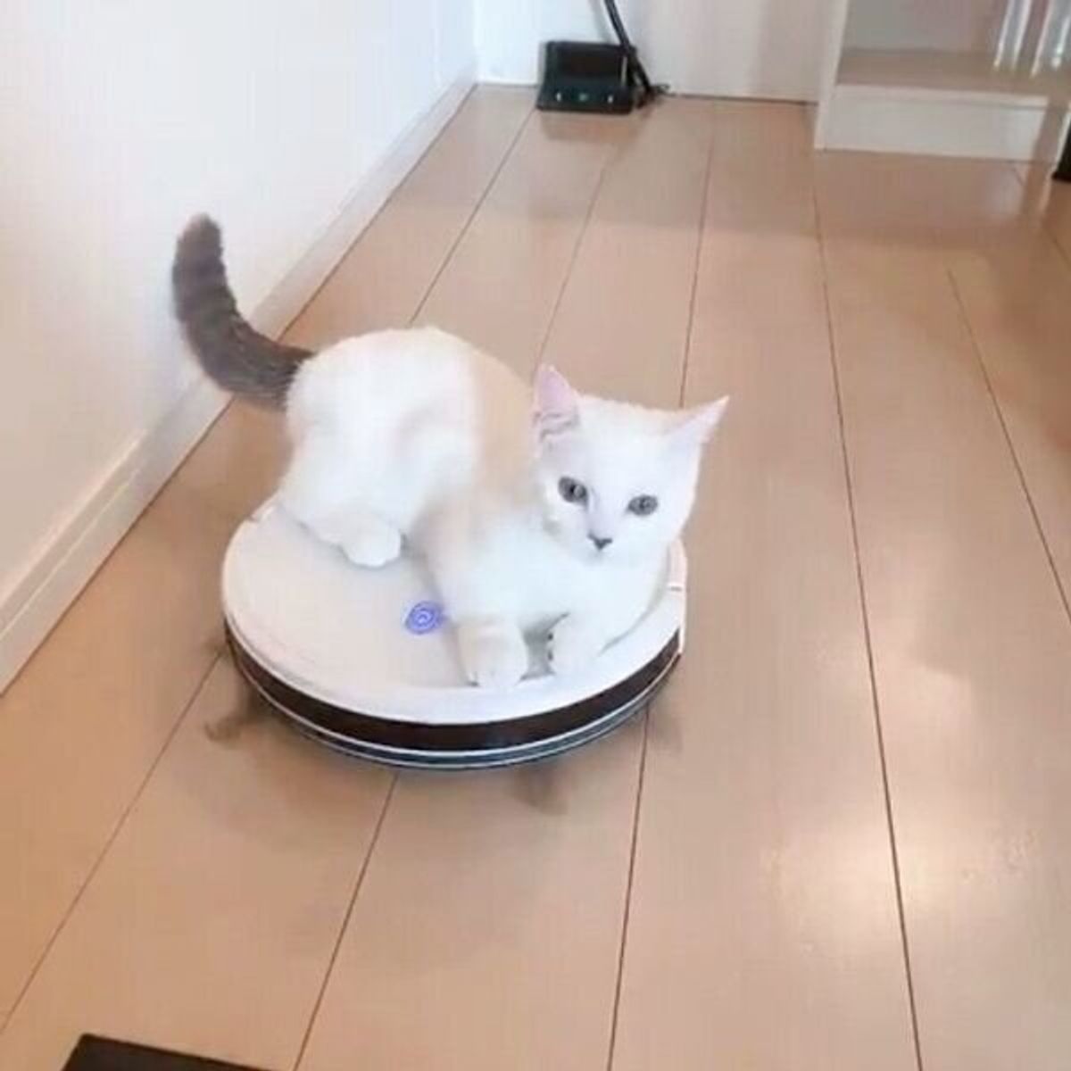 癒やしの相棒！かわいいロボット掃除機おすすめ比較と後悔しない選び方