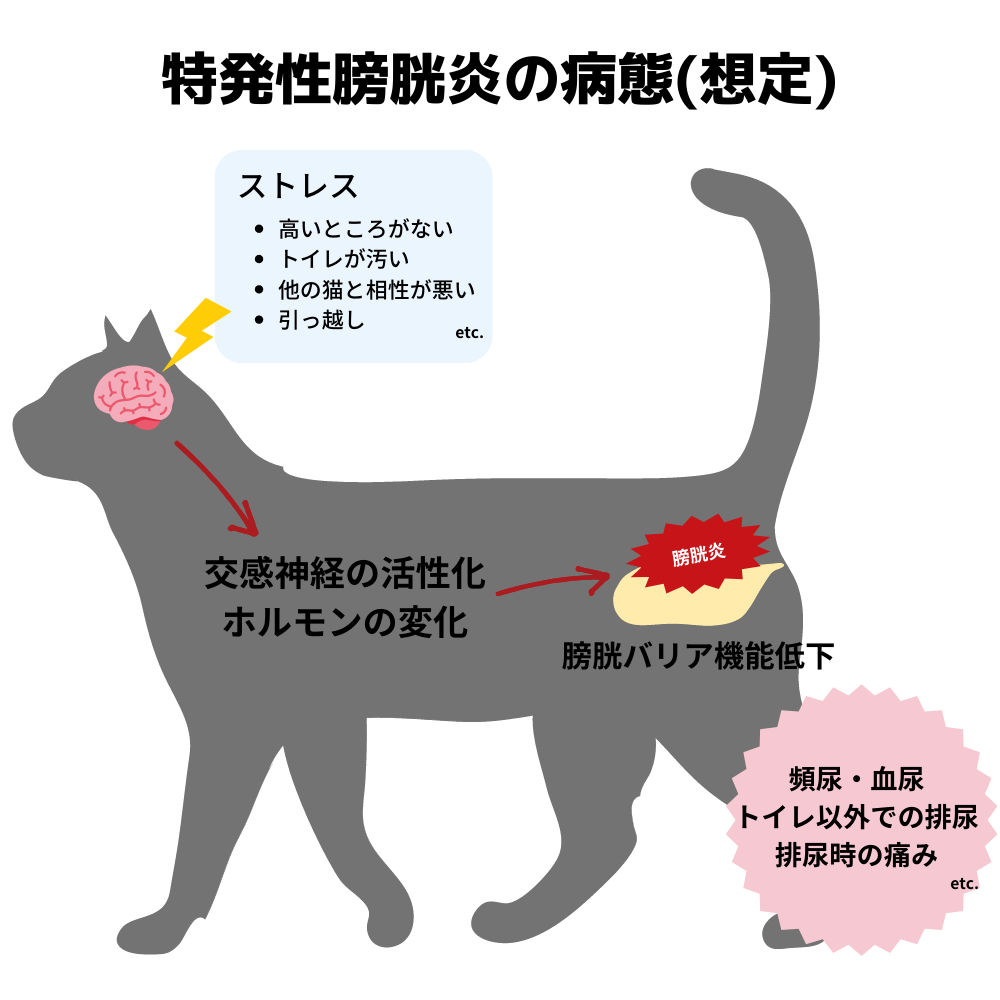 何度もトイレに行くのは危険信号？猫の膀胱炎の初期症状と対策を徹底解説