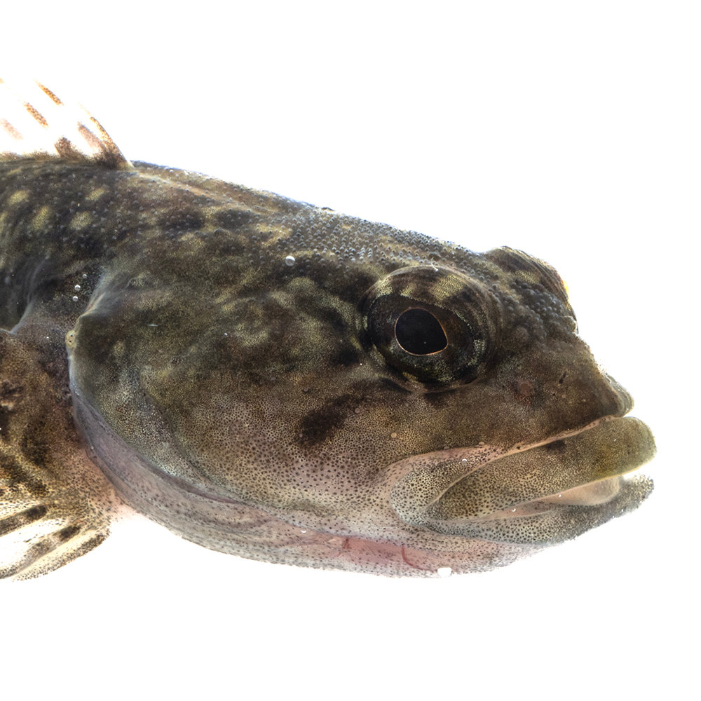 魚へんに秋「鰍」の読み方は？サンマとの違いと美味しい食べ方を解説