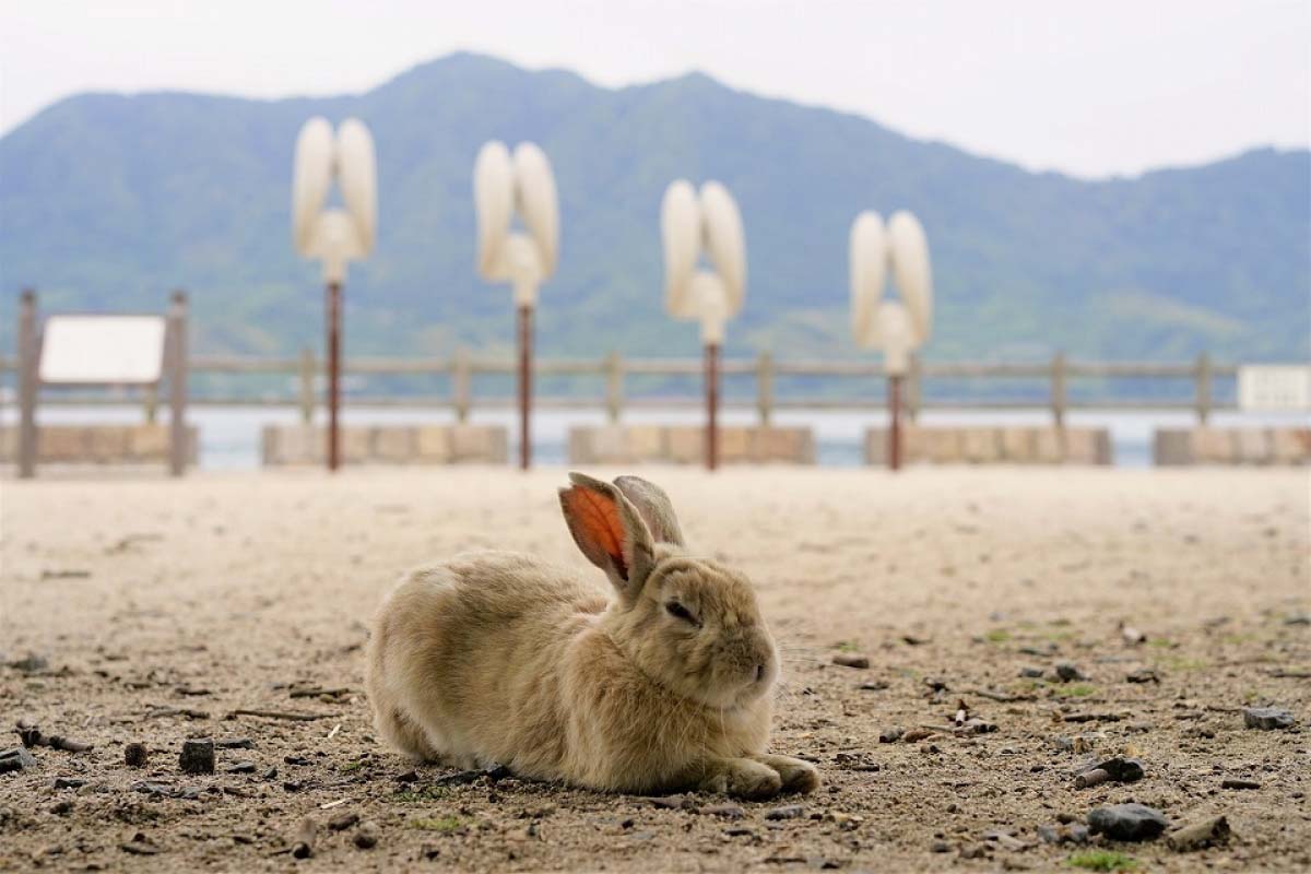 【2026年現地取材】「うさぎ の 島」大久野島が挑む“共生と保護”のリアル——観光急増のなかで見えた新たな景色